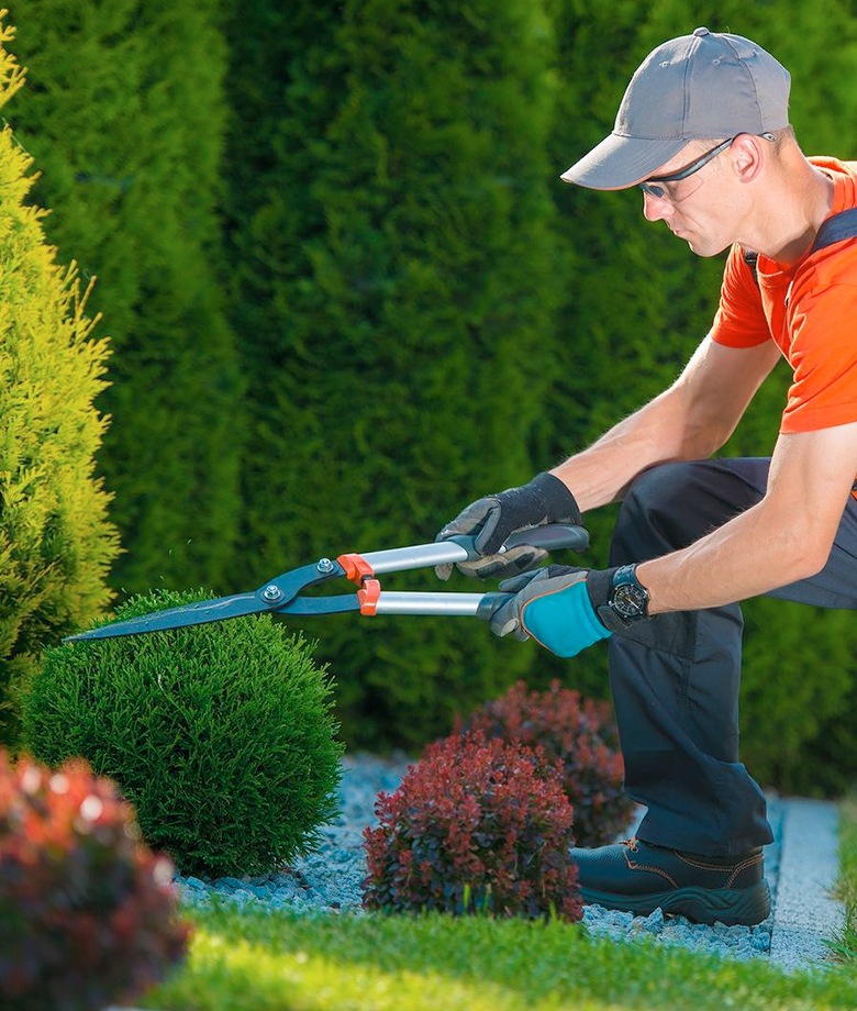 Shrub Pruning