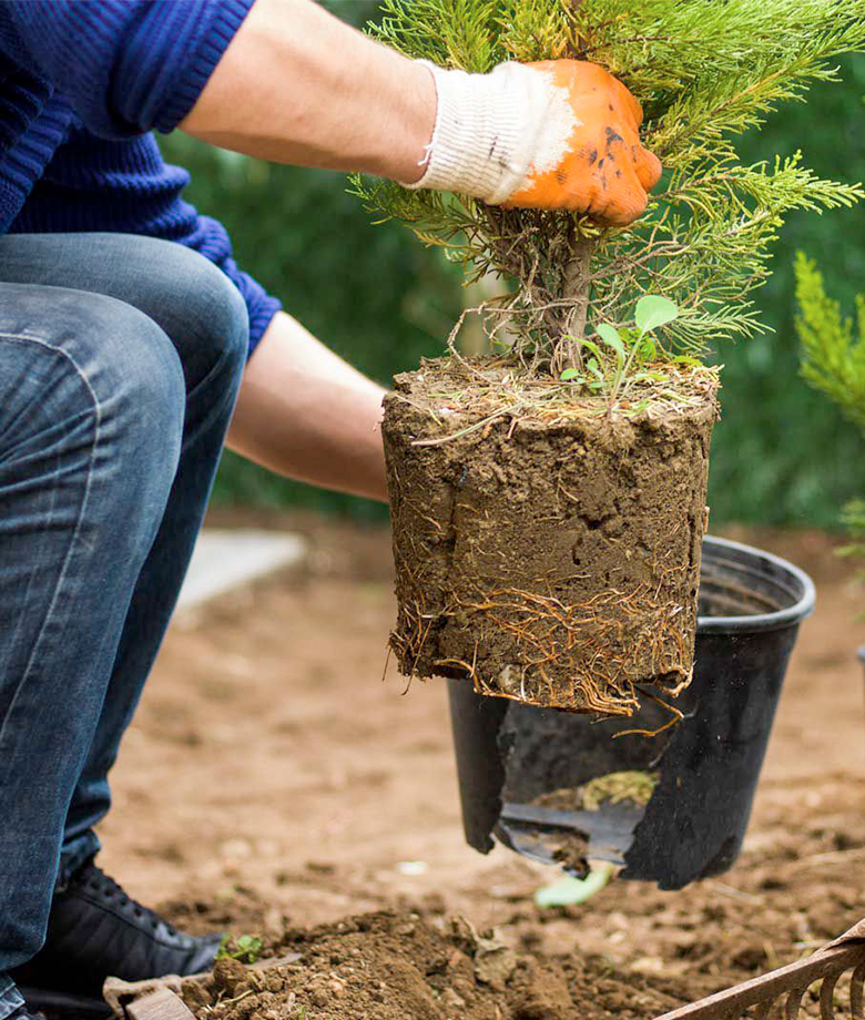 Fertilization and Weed Control